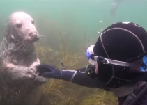 VIDEO: Una foca se acercó a un buzo para pedirle algo inusual