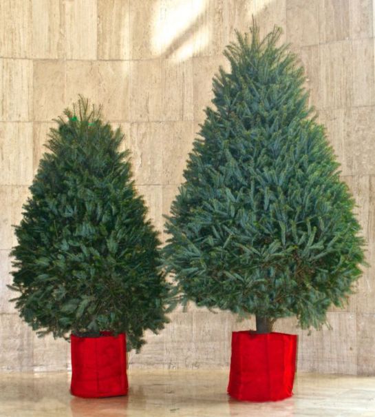 Pon tu árbol de navidad y sé amigable con el medio ambiente Pon tu árbol de navidad y sé amigable con el medio ambiente