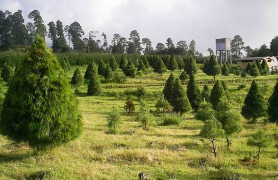 Pon tu árbol de navidad y sé amigable con el medio ambiente Pon tu árbol de navidad y sé amigable con el medio ambiente
