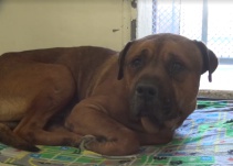 Conmueve llanto de un perrito al darse cuenta que había sido abandonado