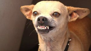 Ésta es la razón de que los chihuahuas son tan agresivos Ésta es la razón de que los chihuahuas son tan agresivos