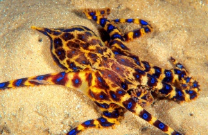 Peligro entre manos; turista agarró a un pulpo letal y ni siquiera lo supo Peligro entre manos; turista agarró a un pulpo letal y ni siquiera lo supo