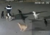 Despiadado encuentro: una jauría de perros ataca a una mujer en Tecámac