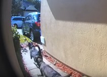 Así salvaron la vida de su dueña estos dos perritos