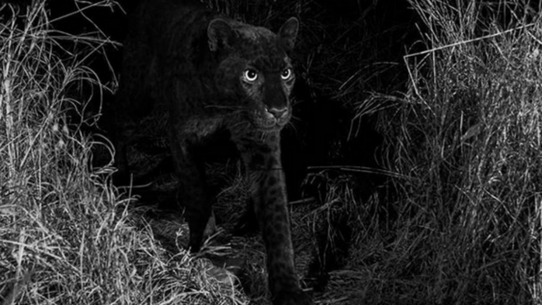 Kenianos revelan verdad del leopardo negro que se hizo viral en el mundo