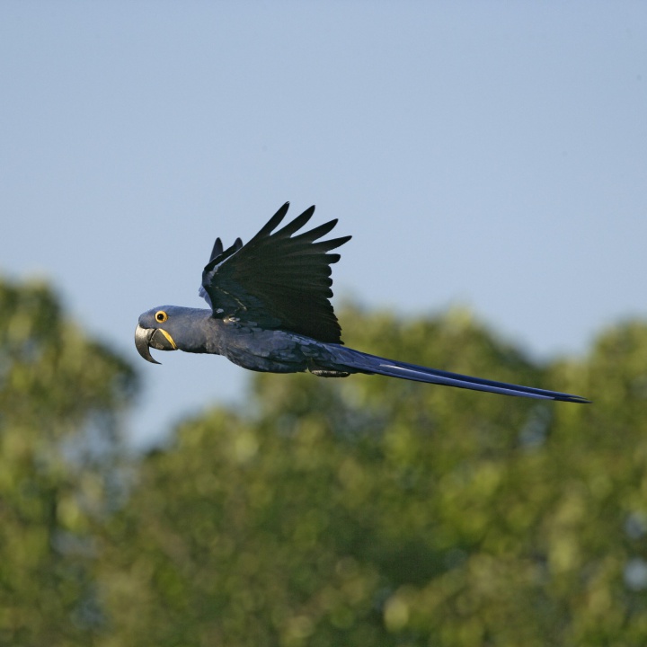 Vuelven las esperanzas: nace guacamayo azul, especie declarada extinta