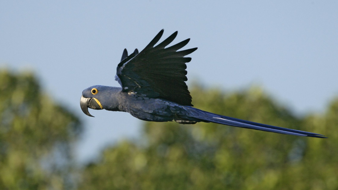 Vuelven las esperanzas: nace guacamayo azul, especie declarada extinta
