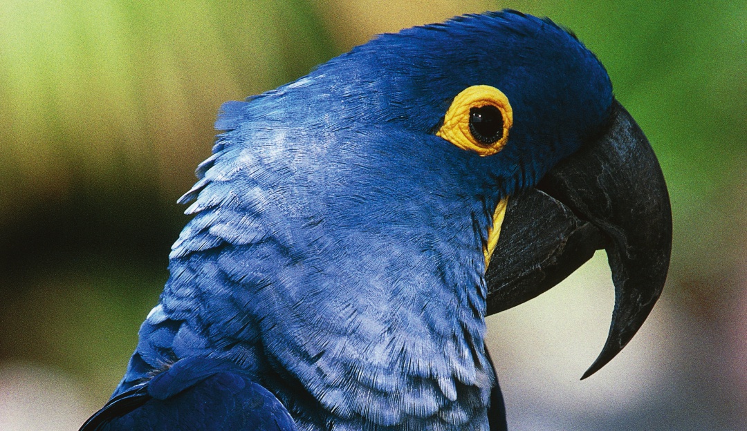 Vuelven Las Esperanzas Nace Guacamayo Azul Especie Declarada Extinta