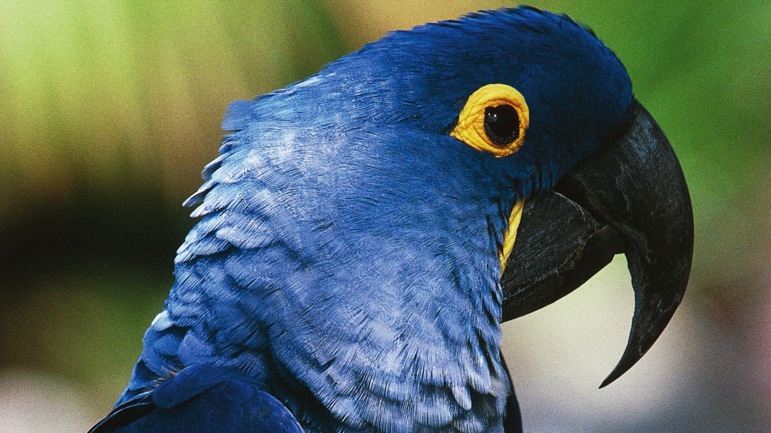 Vuelven las esperanzas: nace guacamayo azul, especie declarada extinta