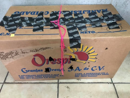 Tierno obsequio a su maestra; "no tengo dinero, pero le regalo un gallo" Tierno obsequio a su maestra; "no tengo dinero, pero le regalo un gallo"