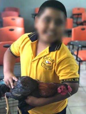 Tierno obsequio a su maestra; "no tengo dinero, pero le regalo un gallo" Tierno obsequio a su maestra; "no tengo dinero, pero le regalo un gallo"