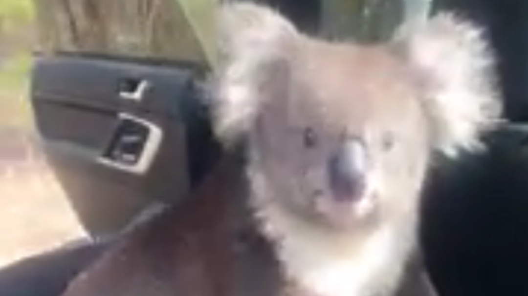 Dejó su auto con las ventanas abiertas y encontró un koala al regresar