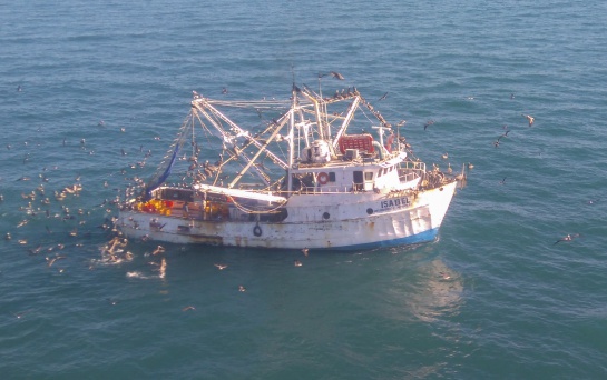 Pesca furtiva de totoaba Pesca furtiva de totoaba