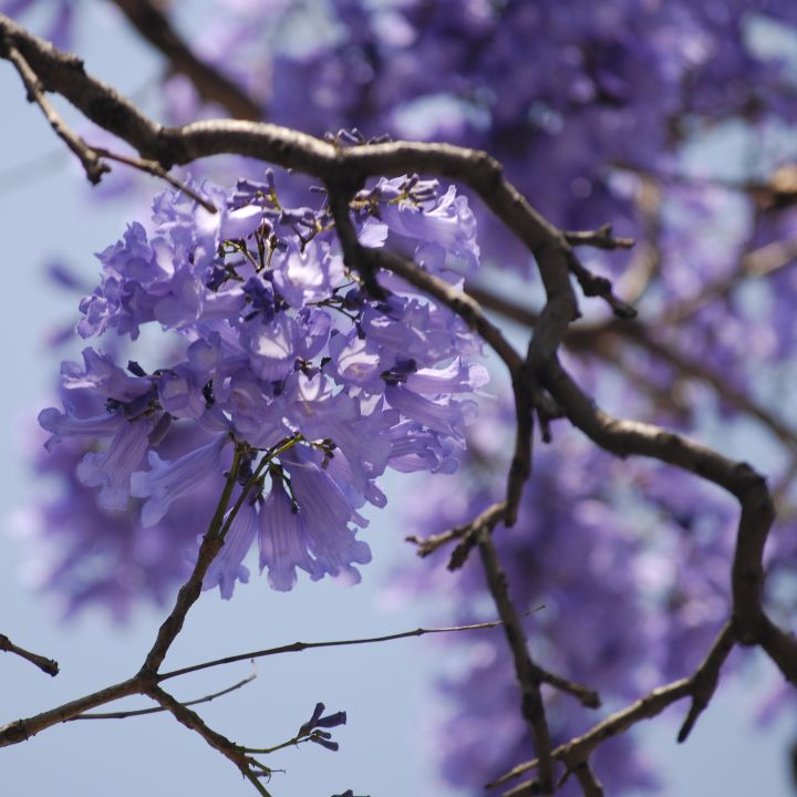 Ya está aquí la primavera morada; jacarandas engalanan a la CDMX