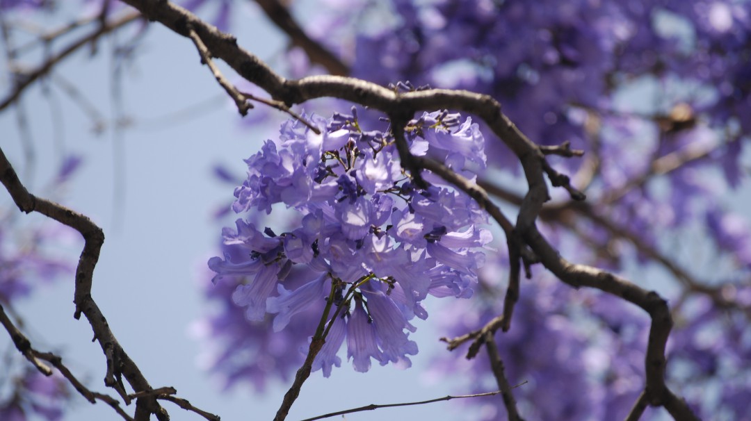 Ya está aquí la primavera morada; jacarandas engalanan a la CDMX