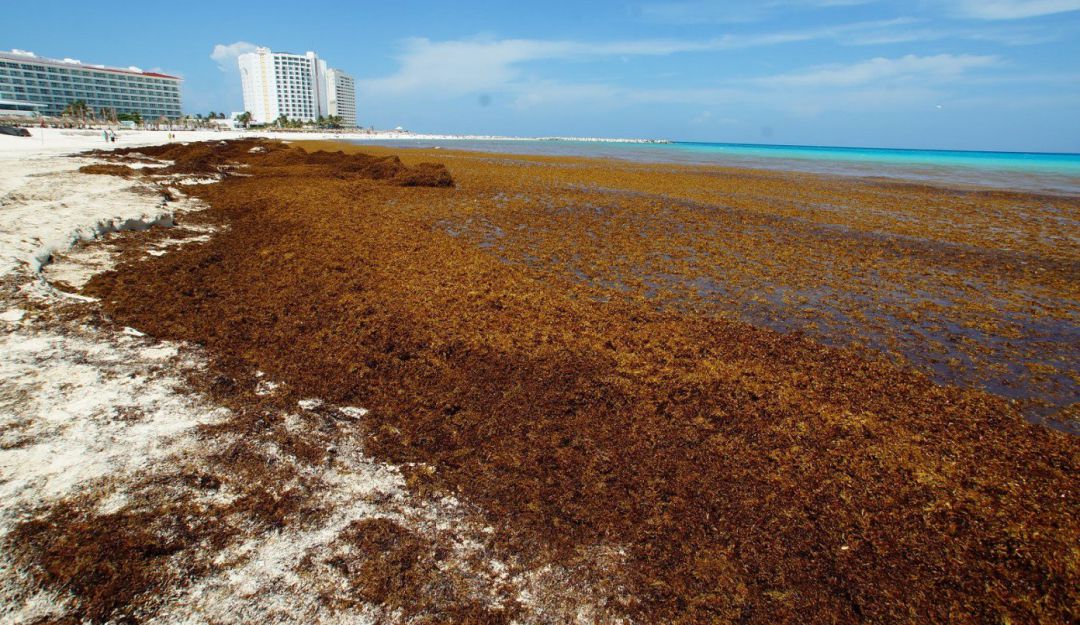 Epoca De Sargazo En Cancun 2022 Reverasite