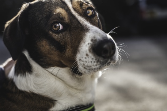 Perros podrían contagiar a humanos de nuevo virus de influenza Perros podrían contagiar a humanos de nuevo virus de influenza