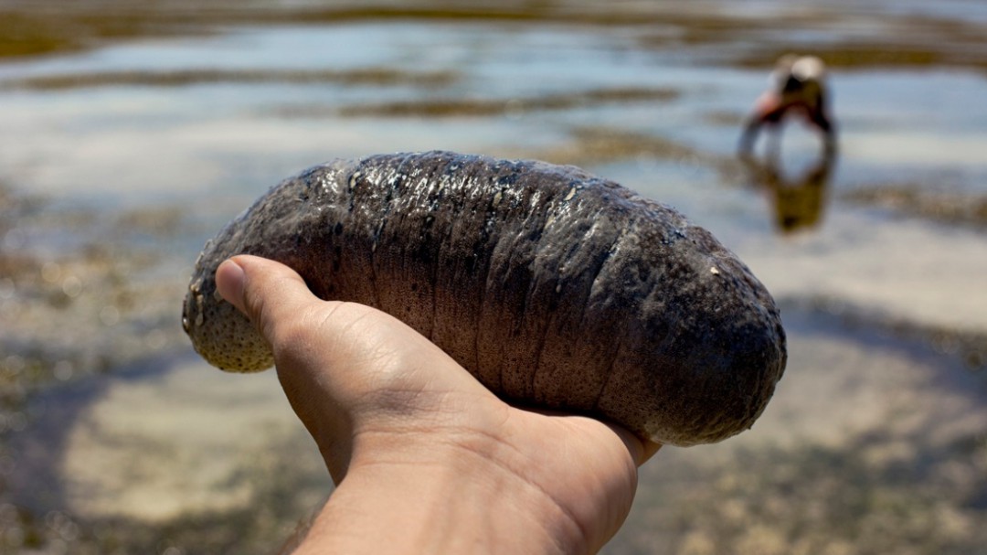 Decomisan pepino de mar en Manzanillo