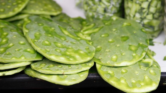 Estudiante mexicana logra purificar agua usando un compuesto del nopal Estudiante mexicana logra purificar agua usando un compuesto del nopal