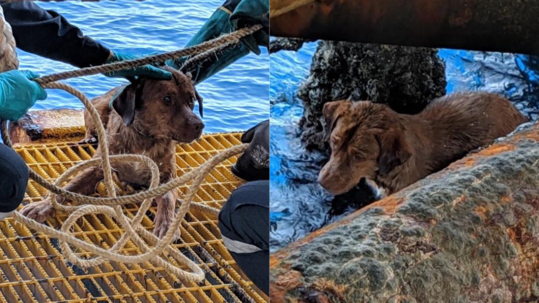Perrito nadó más de 200 kilómetros para refugiarse en plataforma petrolera