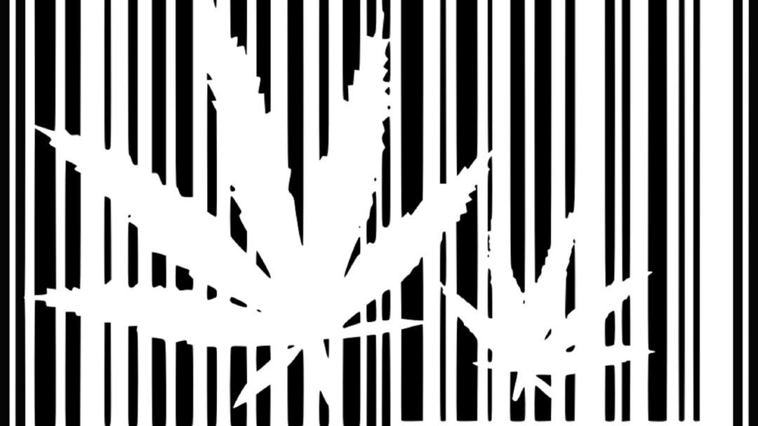 ¿Qué pasa con los productos cannabicos que tenían un permiso de COFEPRIS?