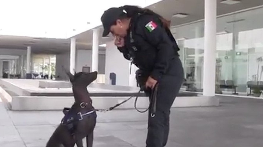 Xoloitzcuintle en la Policía Federal: Su nombre es "Dante" ¡Conócelo!