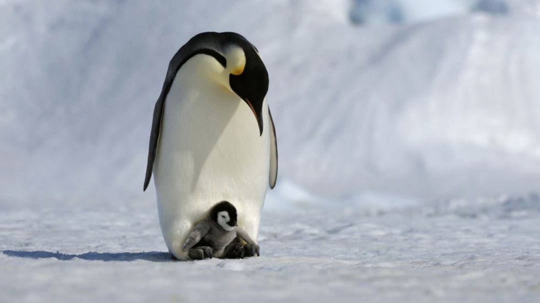 En la Antártida miles de pingüinos bebé pierden la vida por el deshielo