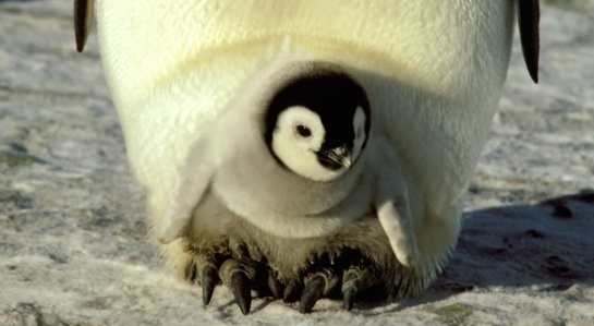 Pingüinos emperador en la Antártida Pingüinos emperador en la Antártida
