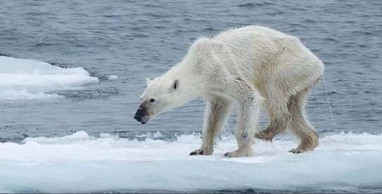 Sexta extinción masiva de especies amenaza a la Tierra Sexta extinción masiva de especies amenaza a la Tierra