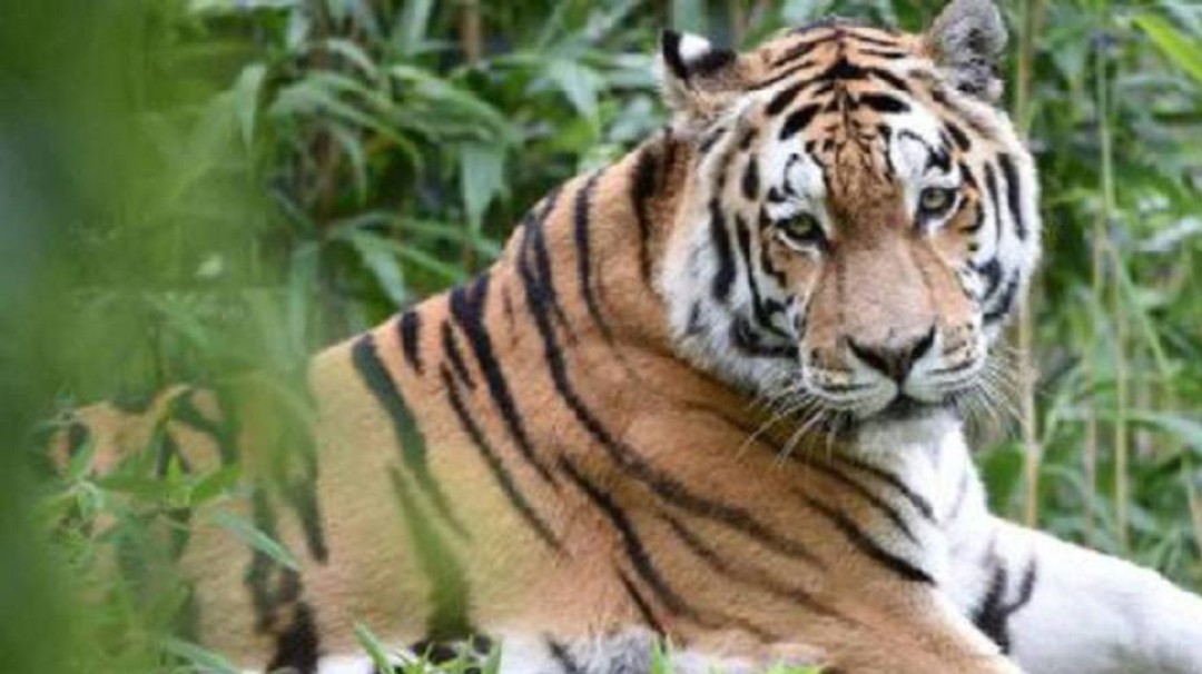 Ni una raya menos: Tigre de bengala en peligro de extinción