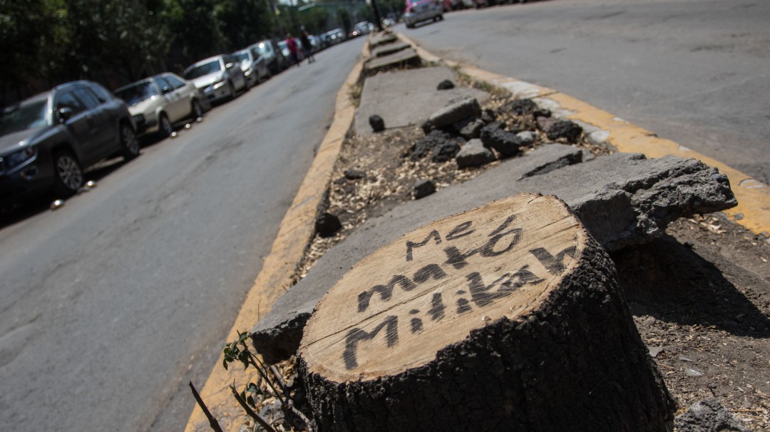 Talan árboles por construir Torre Mítikah; Claudia Sheinbaum dará sanciones