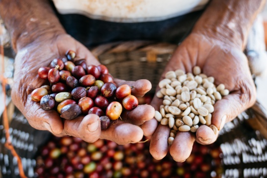 Lánzate al Coffee Fest México 2019 en el Zócalo de la CDMX Lánzate al Coffee Fest México 2019 en el Zócalo de la CDMX