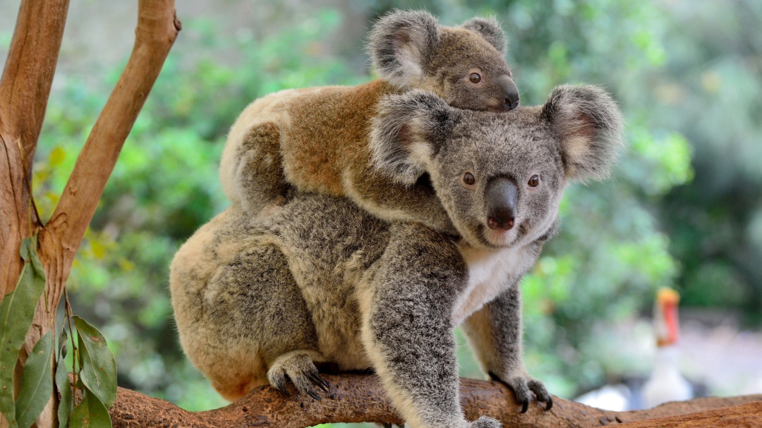 Koalas "funcionalmente" extintos según la ONG: Australian Koala Foundation