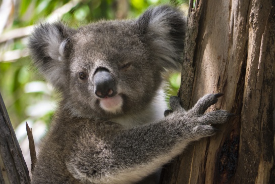 Koalas "funcionalmente" extintos según la ONG: Australian Koala Foundation. Koalas "funcionalmente" extintos según la ONG: Australian Koala Foundation.