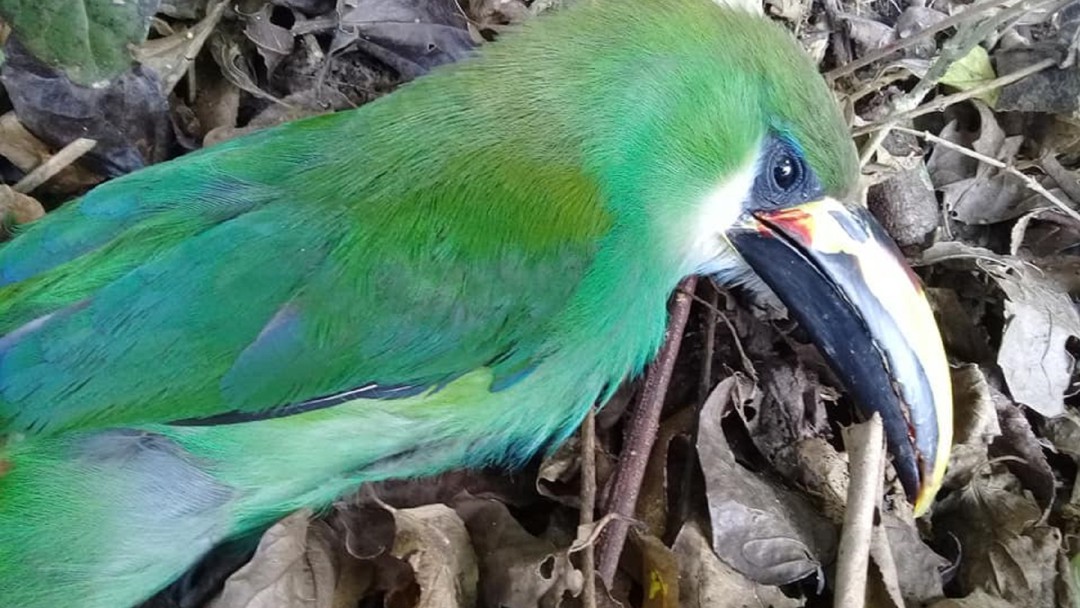 Aves fallecen en San Luis Potosí por ola de calor y la poda de árboles