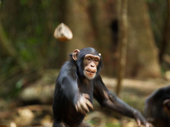 Cambio de contraseña de WiFi provoca pelea con piedras entre vecinos y los embrutece como si fuesen animales Cambio de contraseña de WiFi provoca pelea con piedras entre vecinos y los embrutece como si fuesen animales