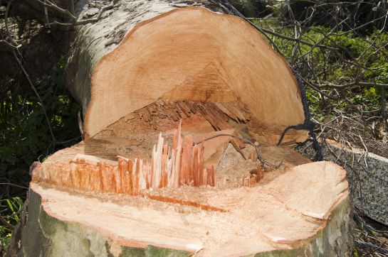Ampliación de línea 5 del metrobús provocará la tala de 507 árboles - CDMX entre ellos se encuentran 91 fresnos, 62 jacarandas, 55 eucaliptos y 43 causarinas. Ampliación de línea 5 del metrobús provocará la tala de 507 árboles - CDMX entre ellos se encuentran 91 fresnos, 62 jacarandas, 55 eucaliptos y 43 causarinas.