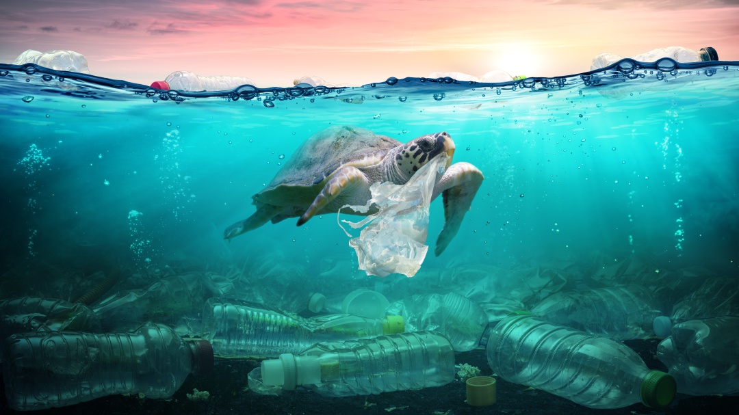 La Contaminación por plástico en el mar afecta a estas especies