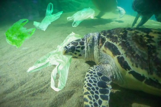 La Contaminación por plástico en el mar afecta a estas especies La Contaminación por plástico en el mar afecta a estas especies