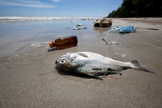 La Contaminación por plástico en el mar afecta a estas especies La Contaminación por plástico en el mar afecta a estas especies