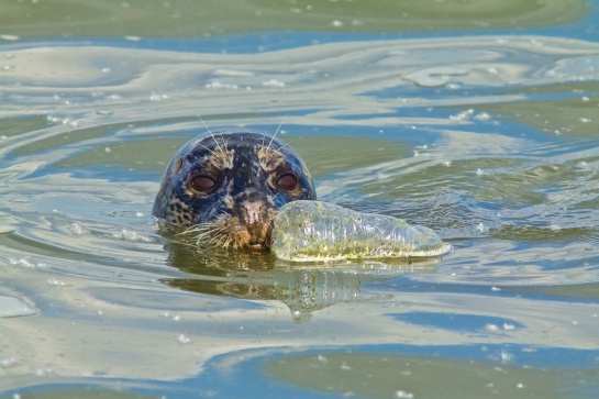 La Contaminación por plástico en el mar afecta a estas especies La Contaminación por plástico en el mar afecta a estas especies