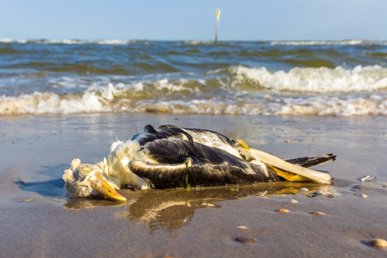 La Contaminación por plástico en el mar afecta a estas especies La Contaminación por plástico en el mar afecta a estas especies