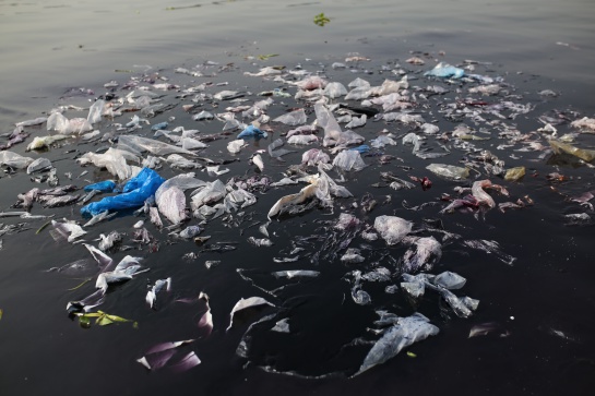 La Contaminación por plástico en el mar afecta a estas especies La Contaminación por plástico en el mar afecta a estas especies