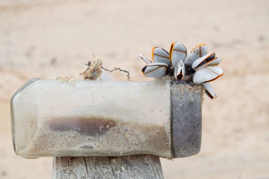 La Contaminación por plástico en el mar afecta a estas especies creando un nuevo hábitat para otros microorganismos patógenos La Contaminación por plástico en el mar afecta a estas especies creando un nuevo hábitat para otros microorganismos patógenos
