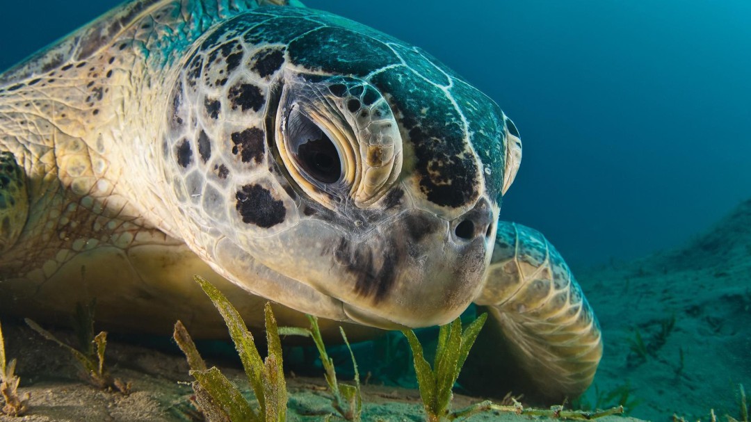 Día Mundial de la Tortuga Marina