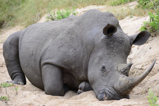 Murió Tam el último rinoceronte macho de Sumatra en Malasia Murió Tam el último rinoceronte macho de Sumatra en Malasia