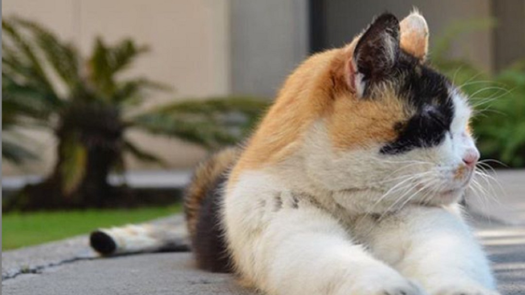 Me parece ver un lindo gatito; al menos 20 viven en palacio nacional