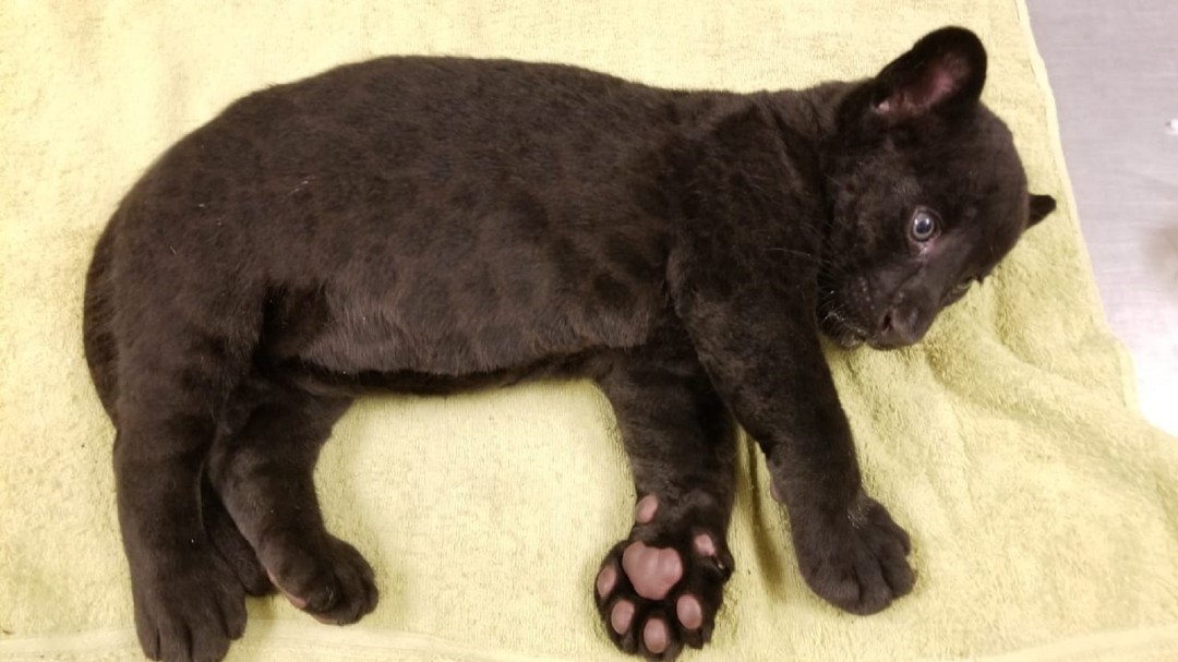 Jaguar culichi; nace cachorro en zoológico de Culiacán