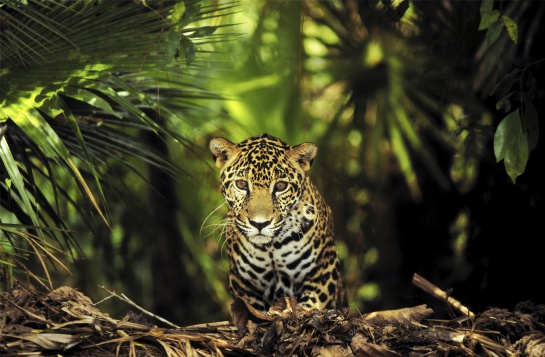 Somos el país con mayor número de especies en peligro de extinción Somos el país con mayor número de especies en peligro de extinción
