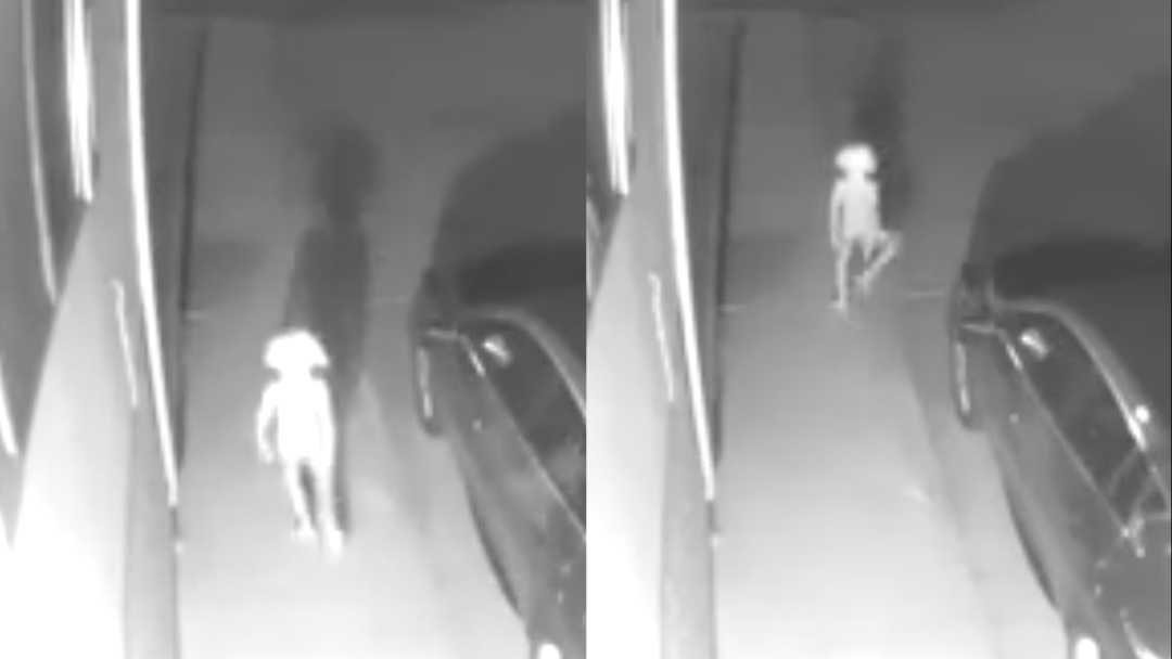 Video viral expone a extraño ser parecido al elfo Dobby de Harry Potter